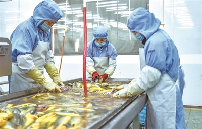 蕉城水产企业生产忙 水产品走俏市场